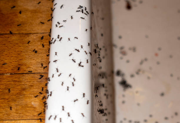 Best Pest Inspection Near Me  in Dryden, MI
